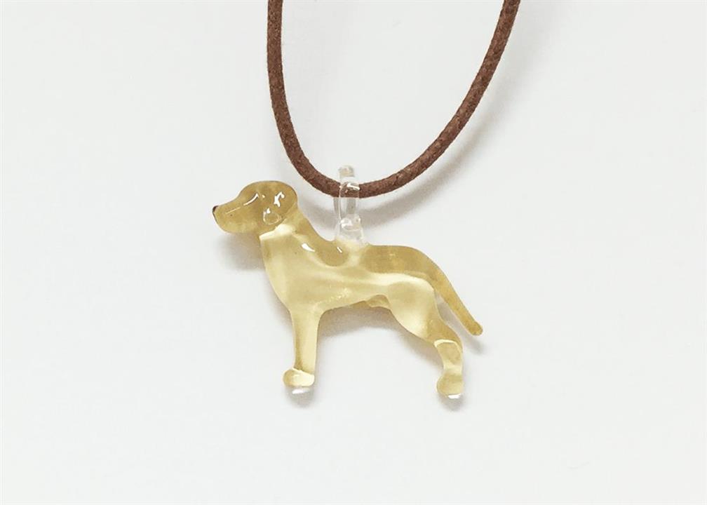 8fci labrador retriever