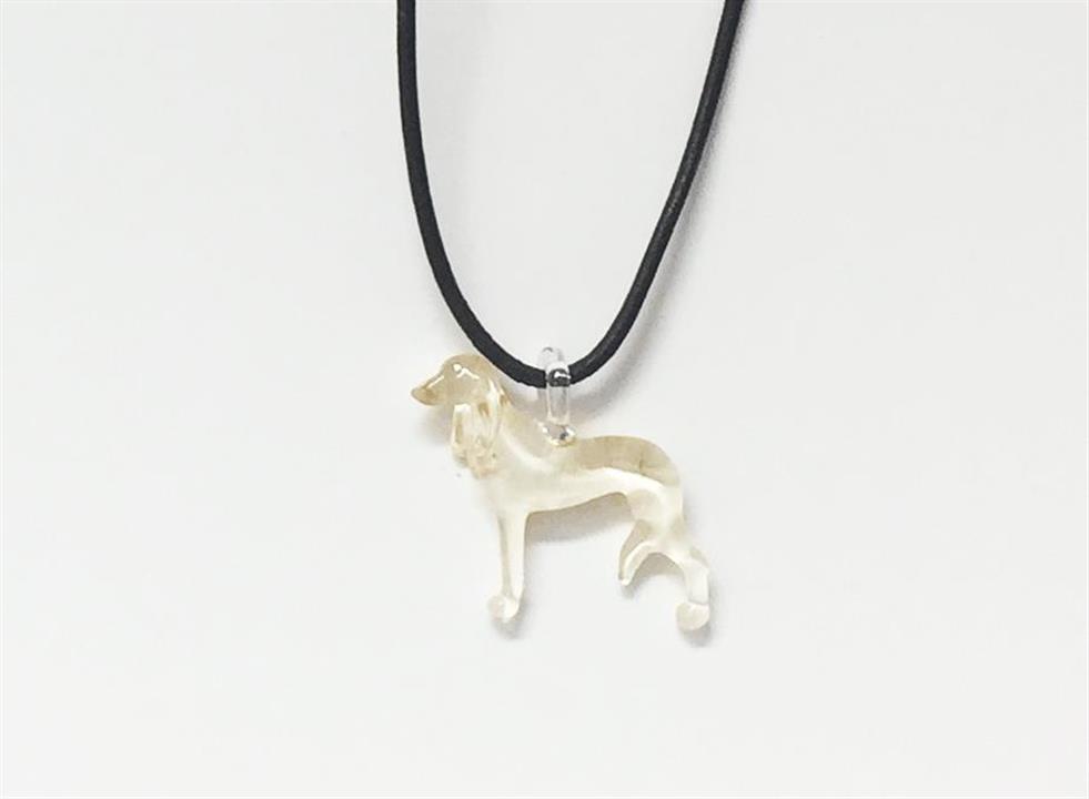 saluki-img_4685
